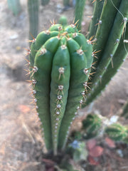👑🌶️ KK339 — 14” Tip