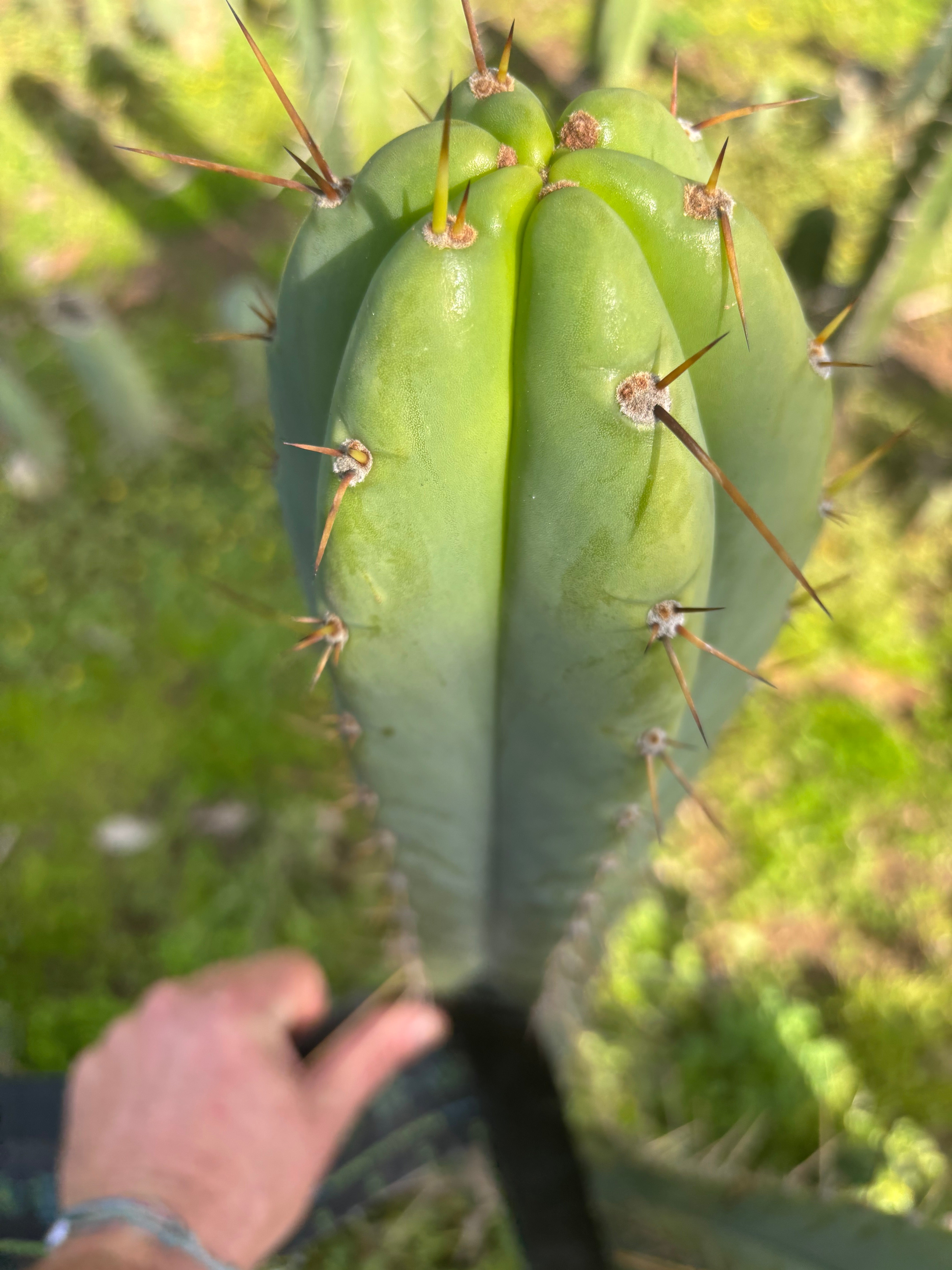 SS02 x Huanu — XL Beefy 14” Tip