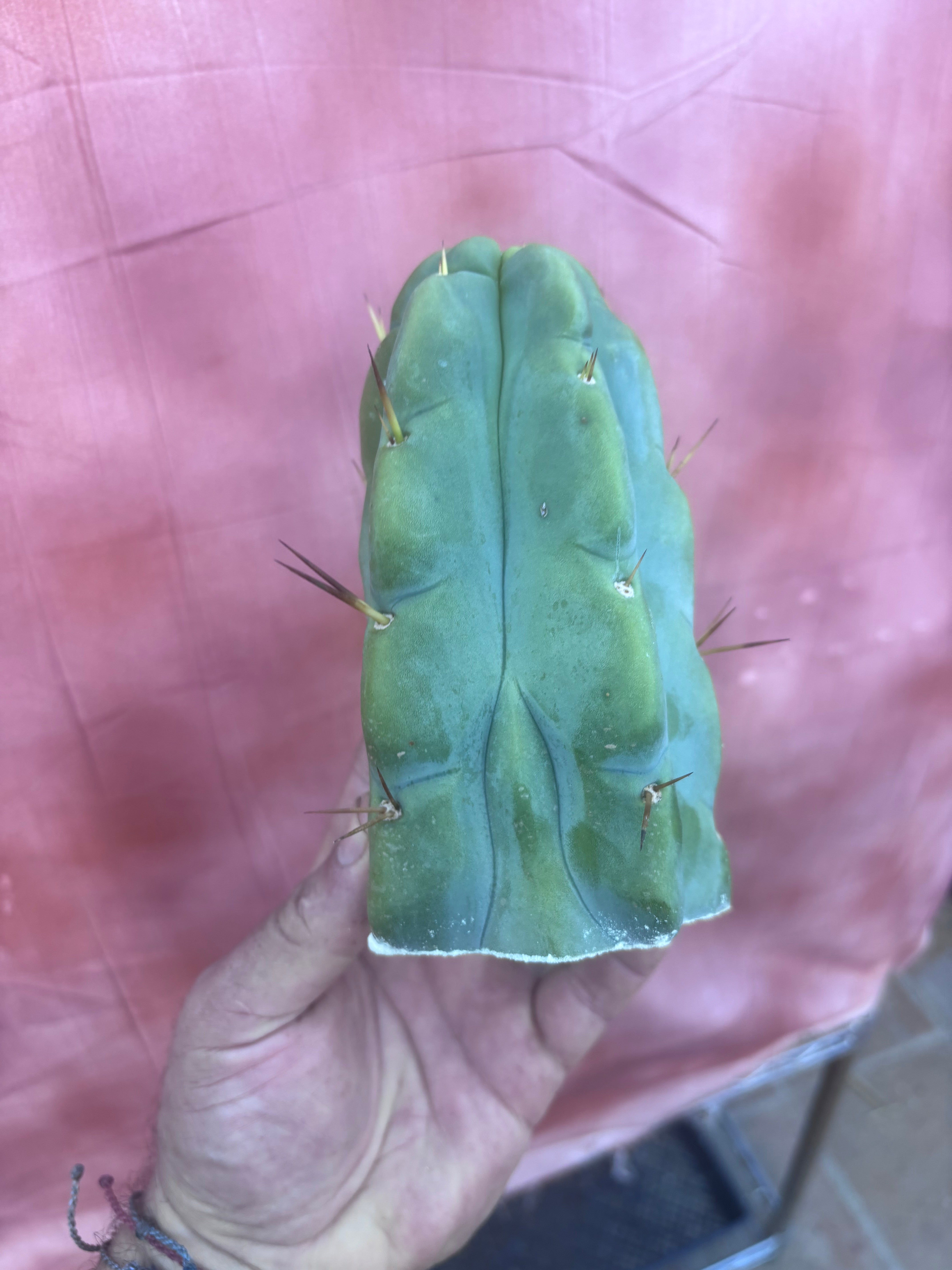 💎💎👑🌶️ Platform 9 3/4  — Chonky 6.5” Tip