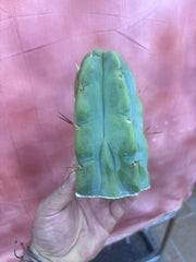 💎💎👑🌶️ Platform 9 3/4  — Chonky 6.5” Tip