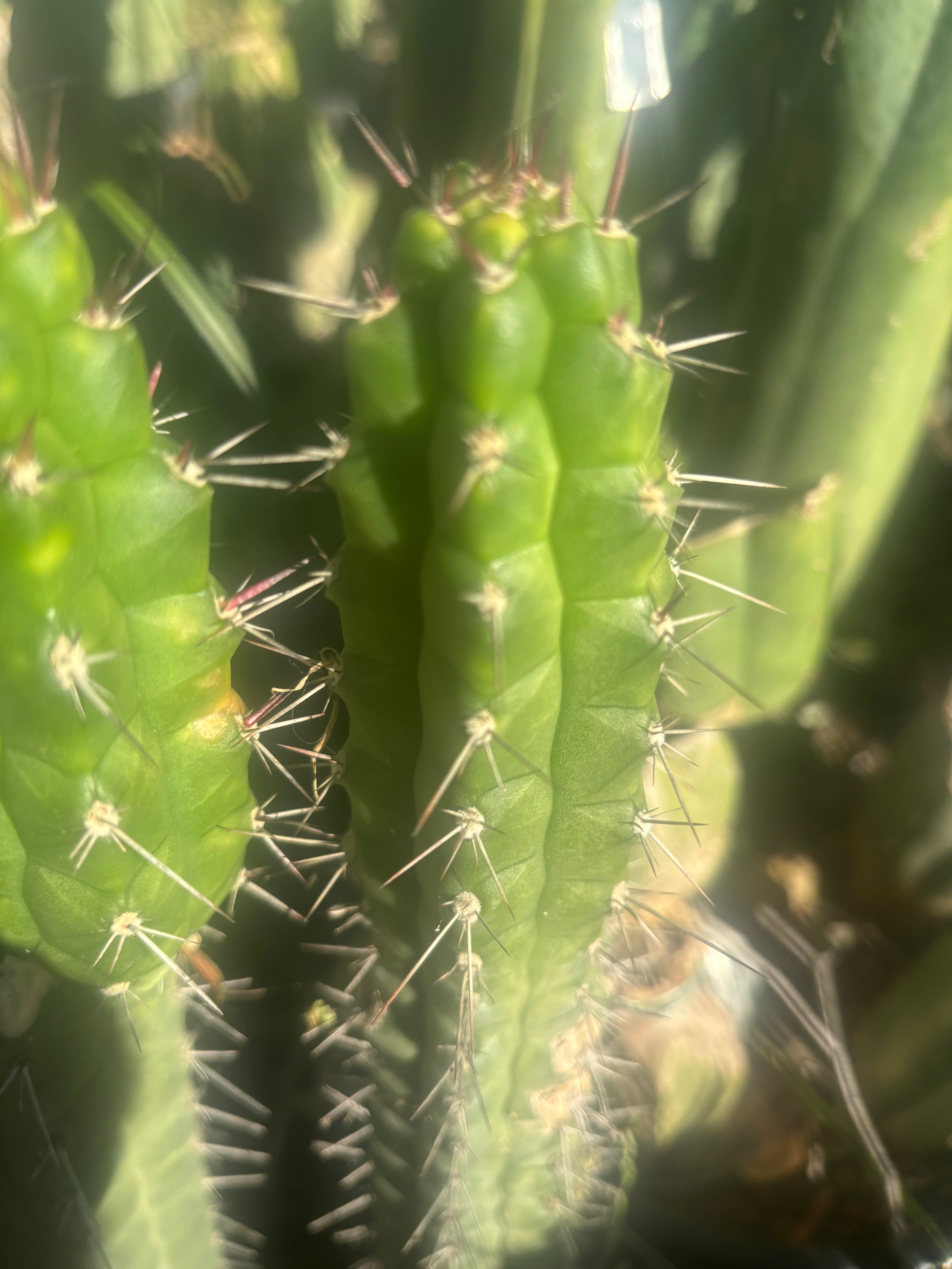 💎👑 Rauhocereus Riosaniensis — 9” Tip