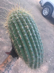 💎💎 T. Atacamensis — MASSIVE 17” Pups