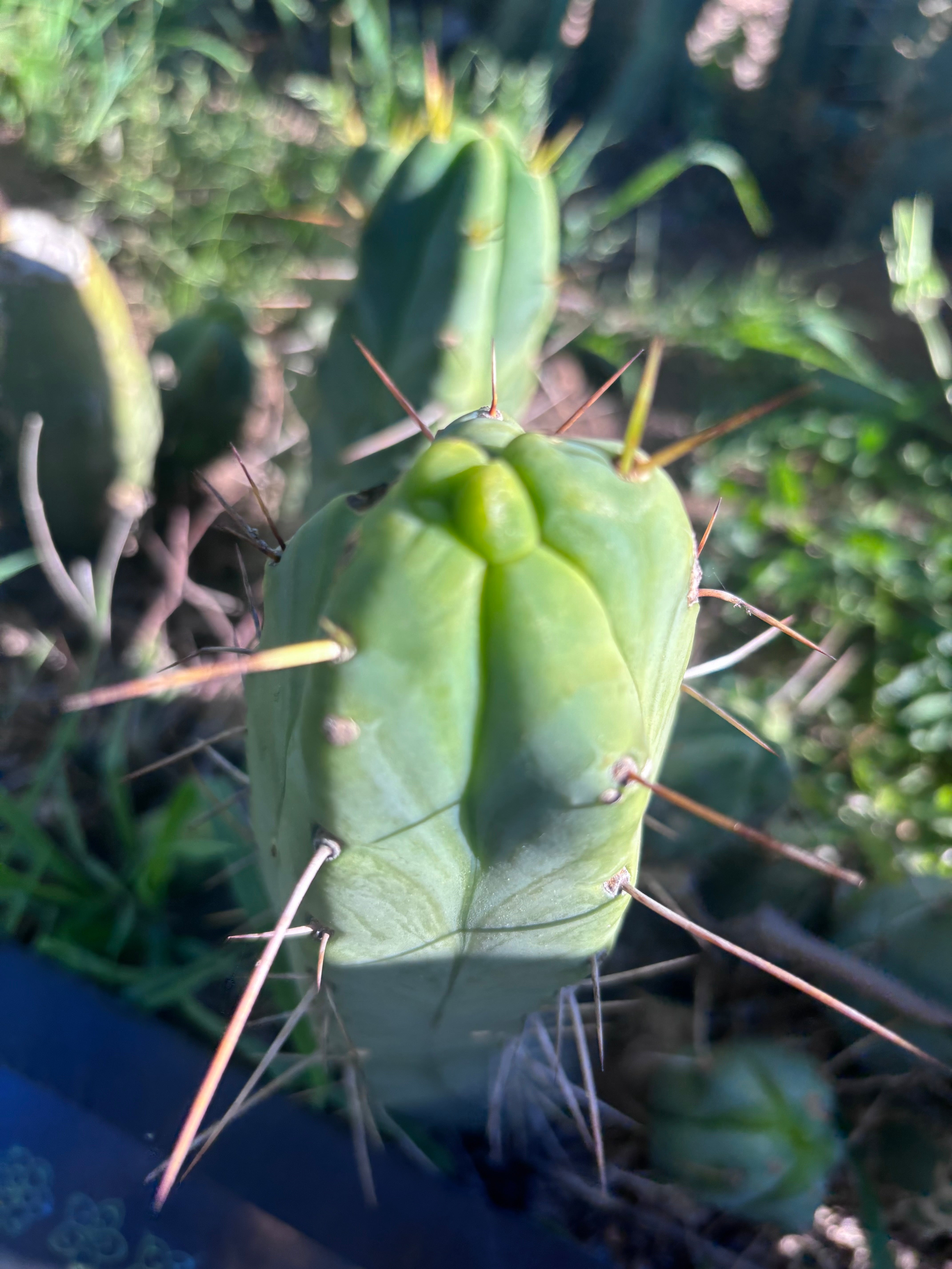 👑🌶️  Mel — 11” Pup