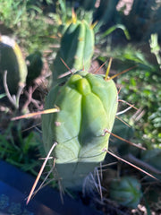 👑🌶️  Mel — 11” Pup