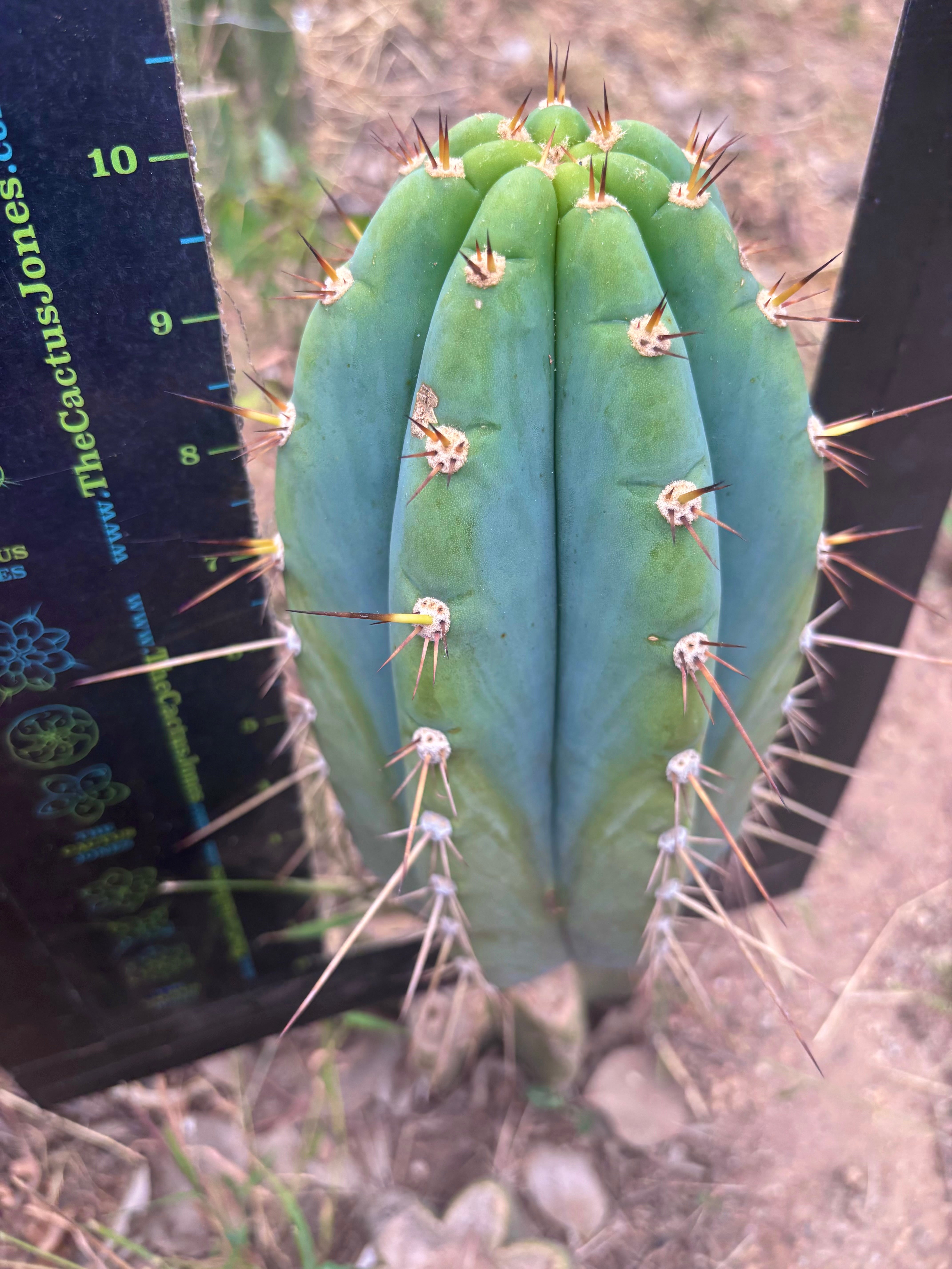💎👑🌶️ CGG — 10” Blue Melon