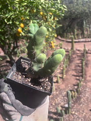 👑🌶️🌶️  TBM Clone B — Fully Rooted