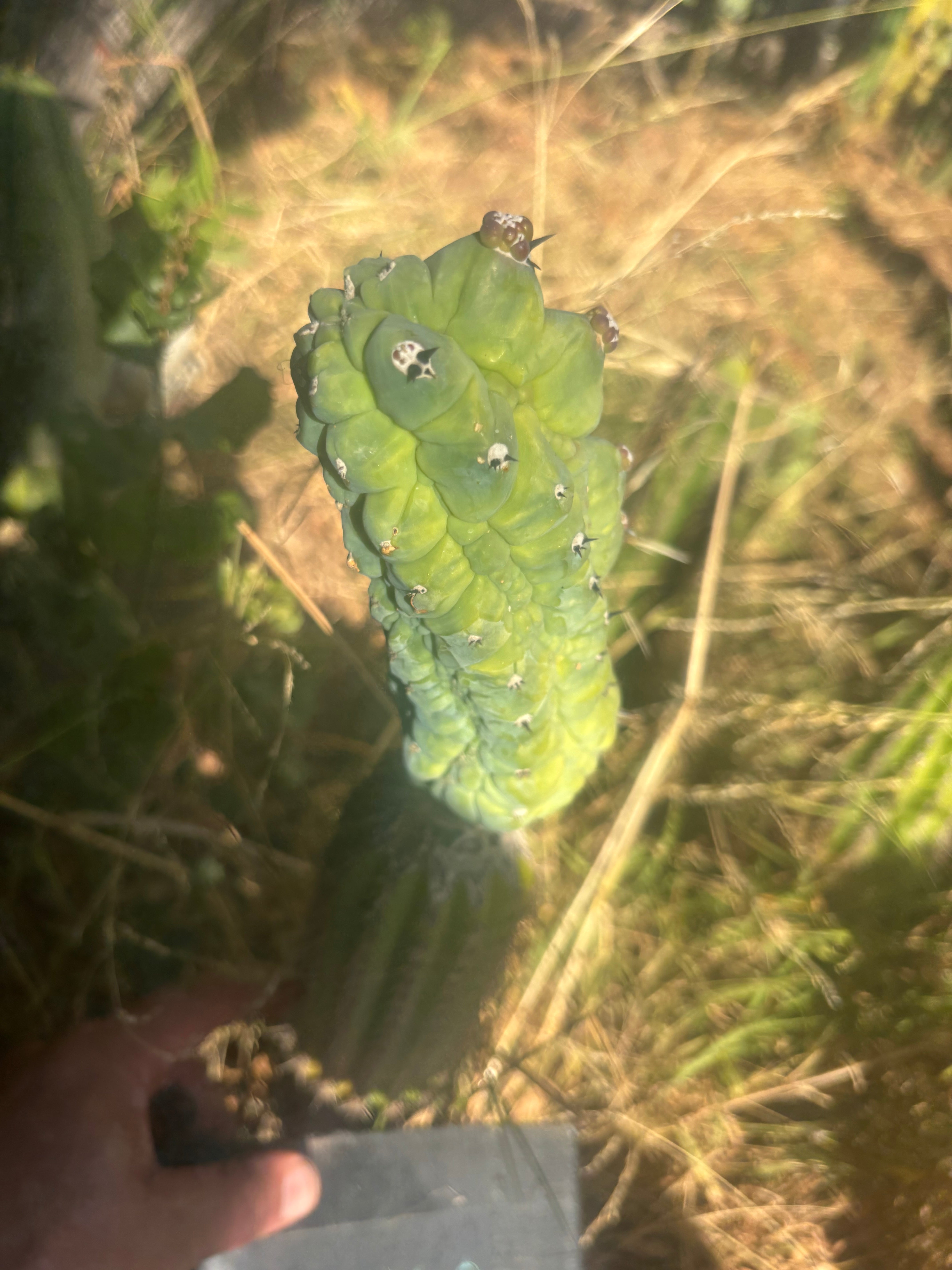 👑💎 Glorp — Year Old Graft on Spachianus