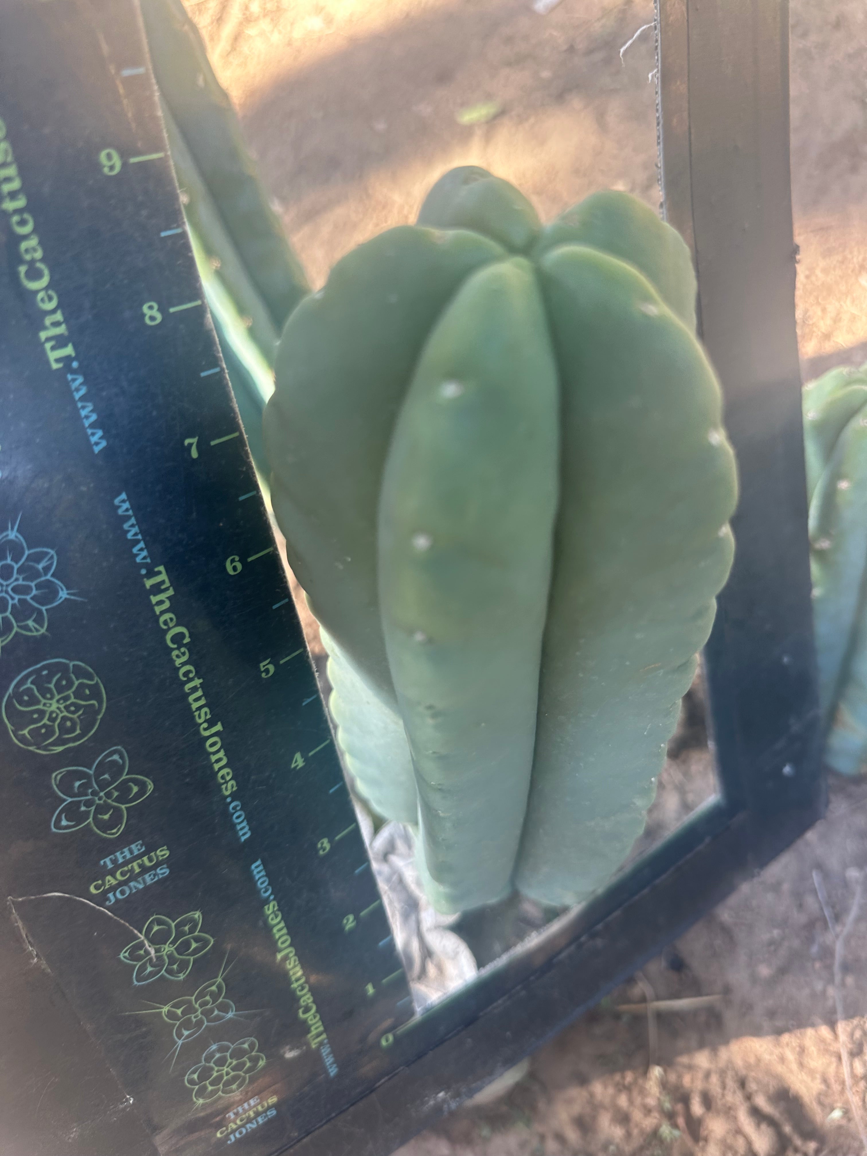 💎👑💎  Ferah! — FAT 9” Pup