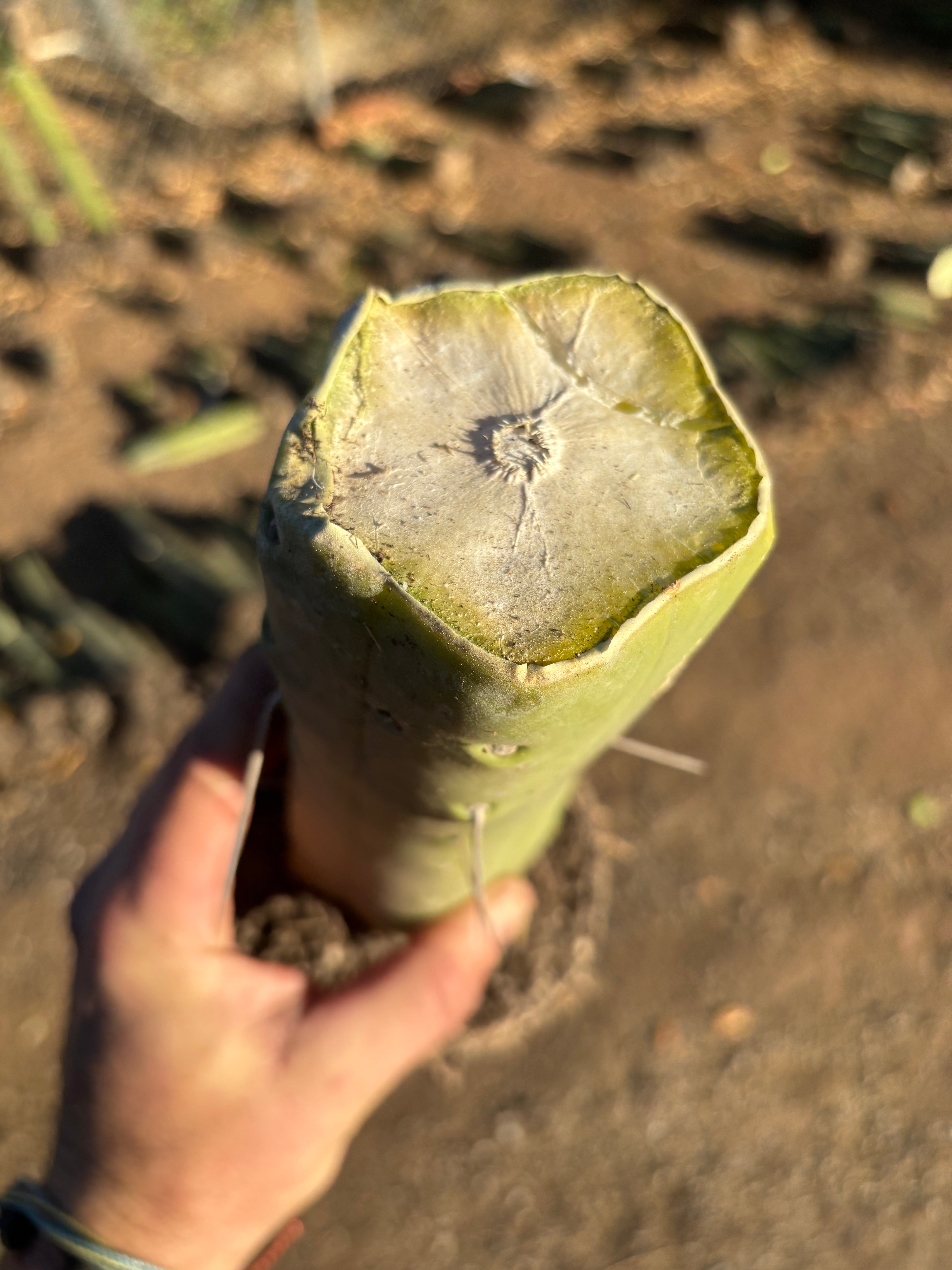 👑🌶️🌶️  Jiimz Twin — Fully Rooted Stump