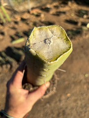 👑🌶️🌶️  Jiimz Twin — Fully Rooted Stump