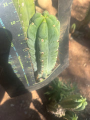 👑🌶️🌶️ Austy’s Bomb — 10” Tip