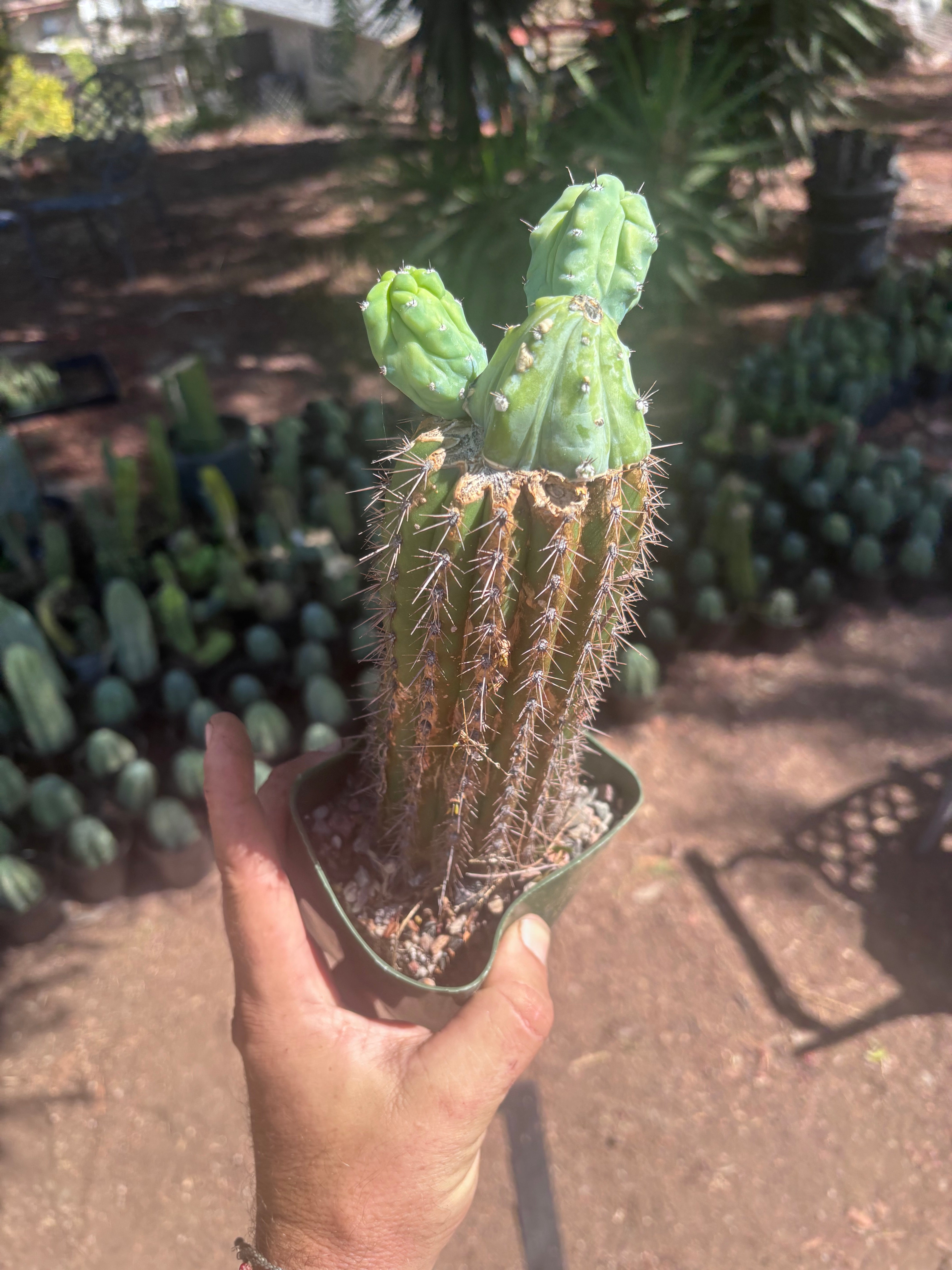 👑💎 Grecas — Butt Graft with 2 Pups