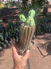 👑💎 Grecas — Butt Graft with 2 Pups