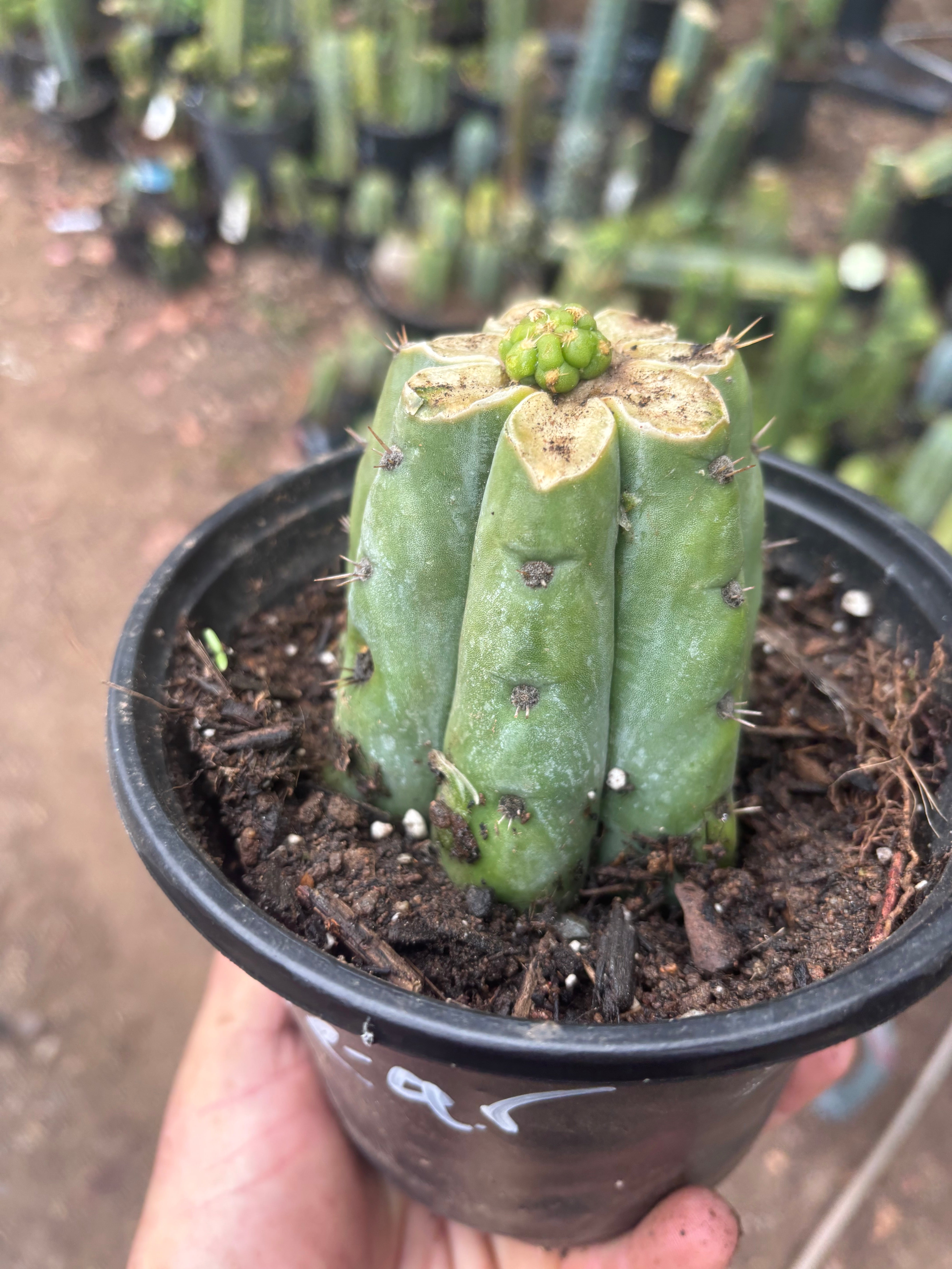 💎👑💎🌶️ CareBear — Pup Graft on Rooted Shine01