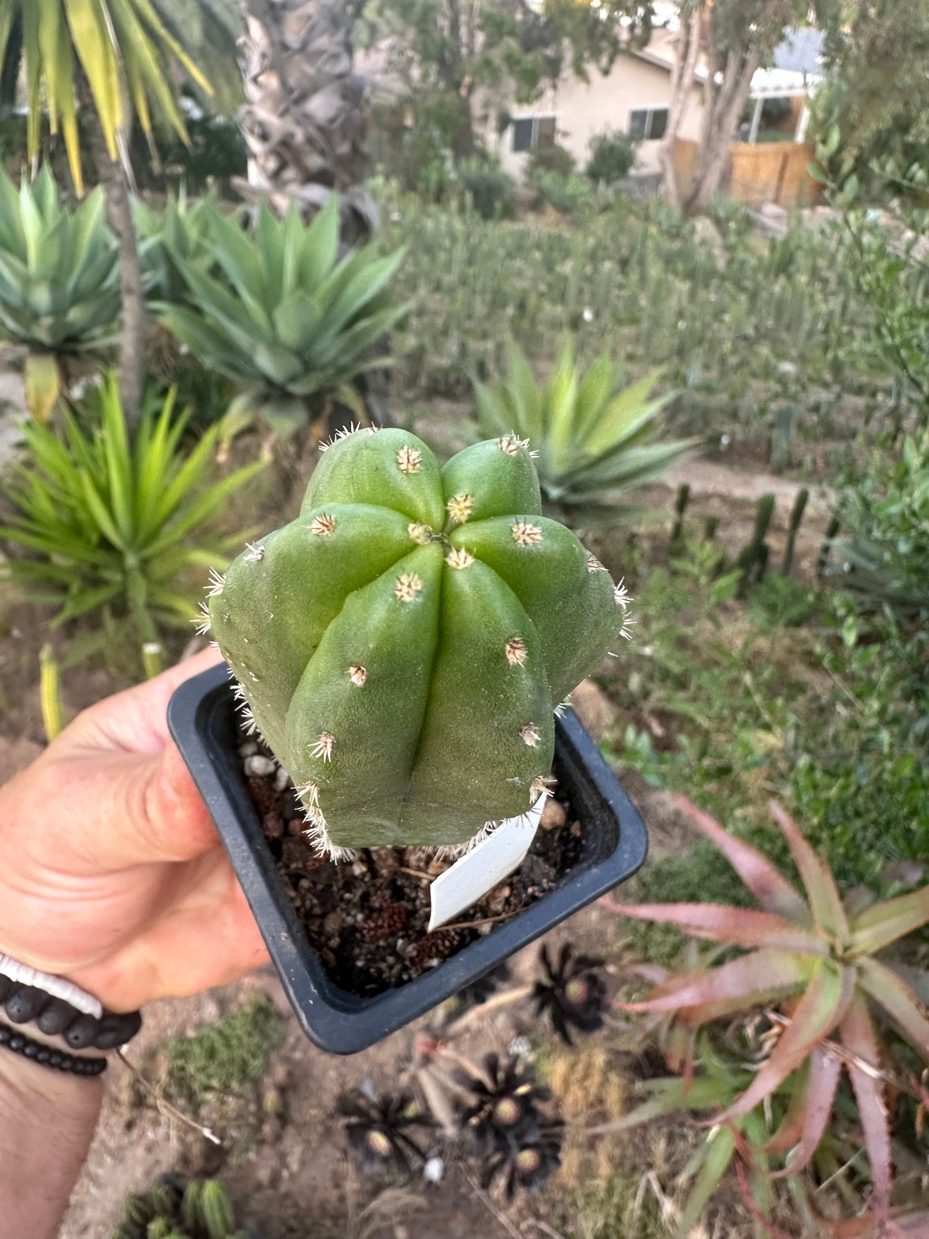 Restocked FREE Add On — Mature Tricho Seedlings — Various Genetics