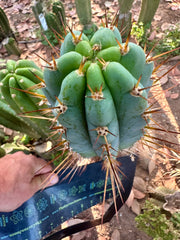 Rosei2 x TA01 (Peru x Peru)— Thick 10” Tip