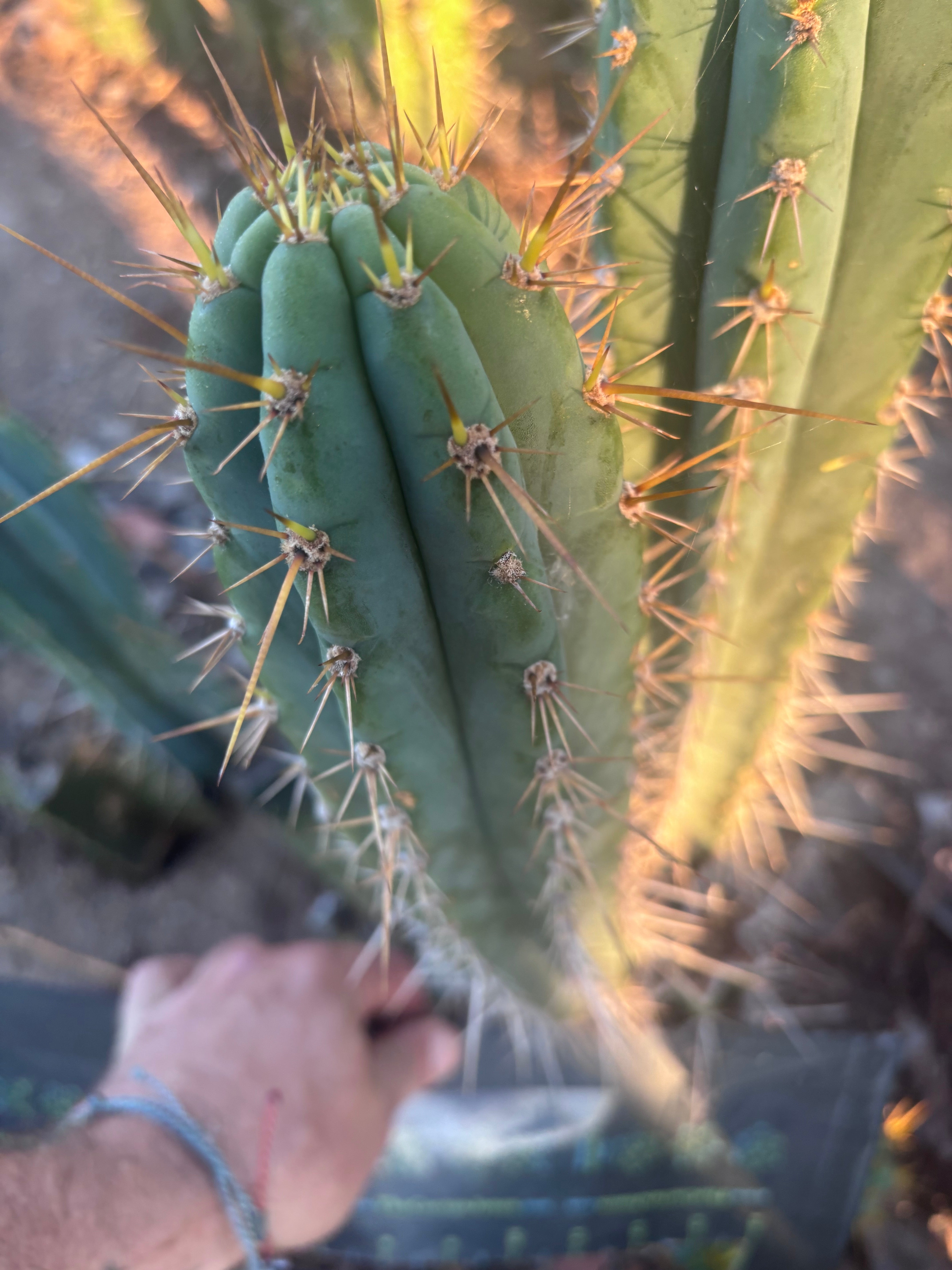 👑🌶️ Zalidus — XL 14” Tip