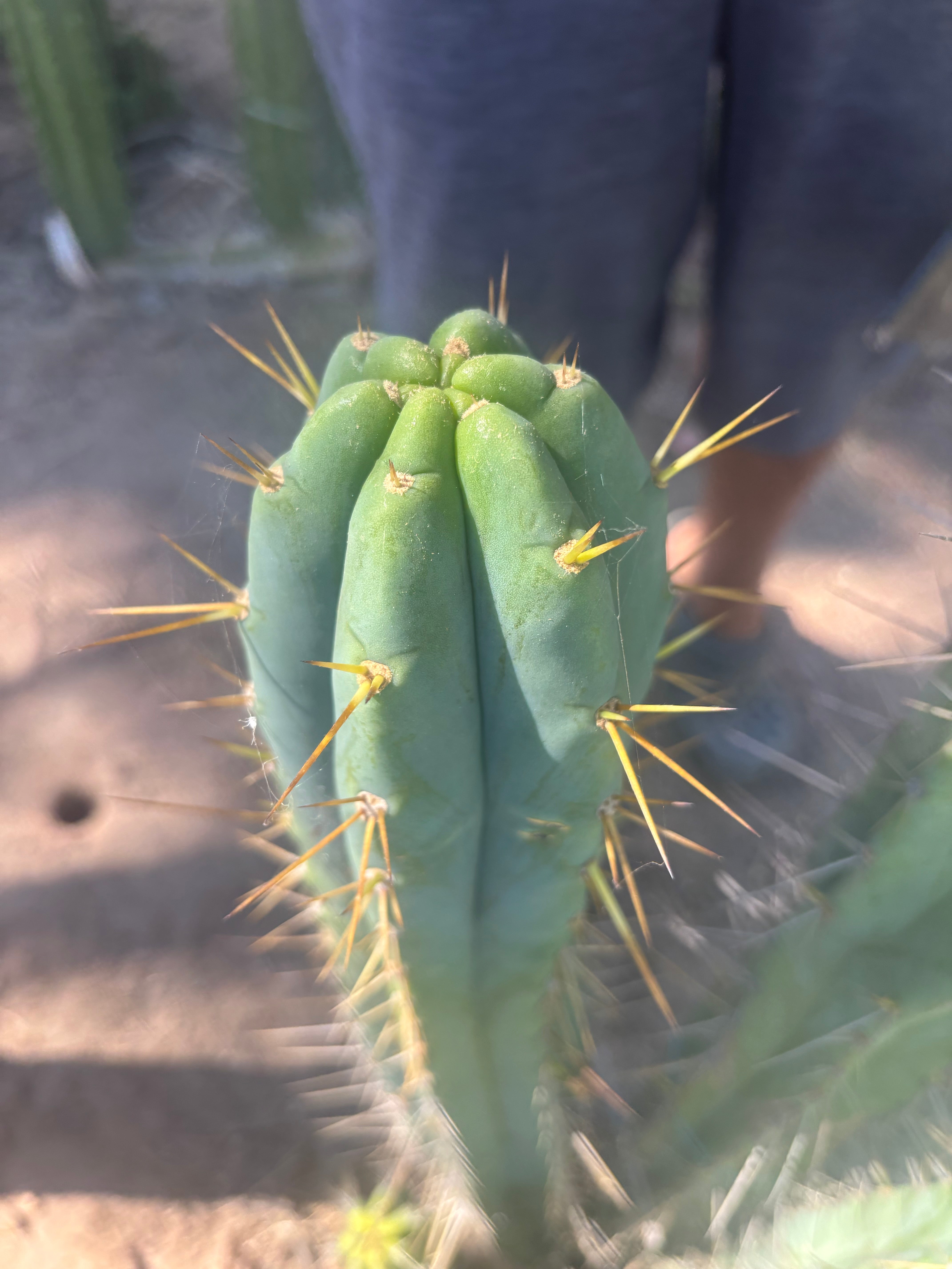 💎🌶️ 0102 — XXL Two Footer Tip (24”)