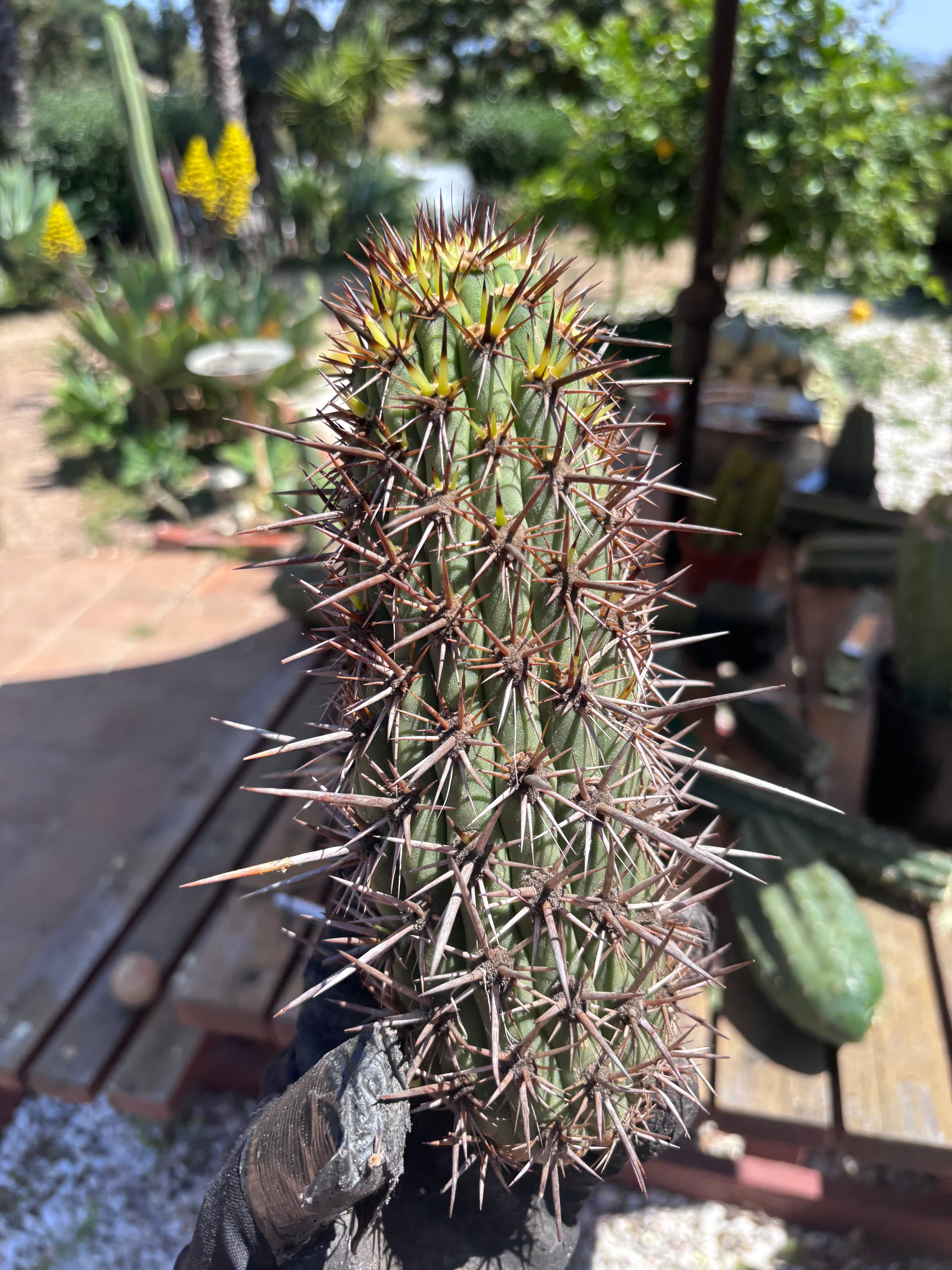 💎👑💎 T. Coquimbanus — 10” Tip #1