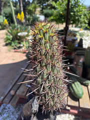 💎👑💎 T. Coquimbanus — 10” Tip #1