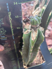 🦄 👑 M Stacker — Fully Rooted Graft