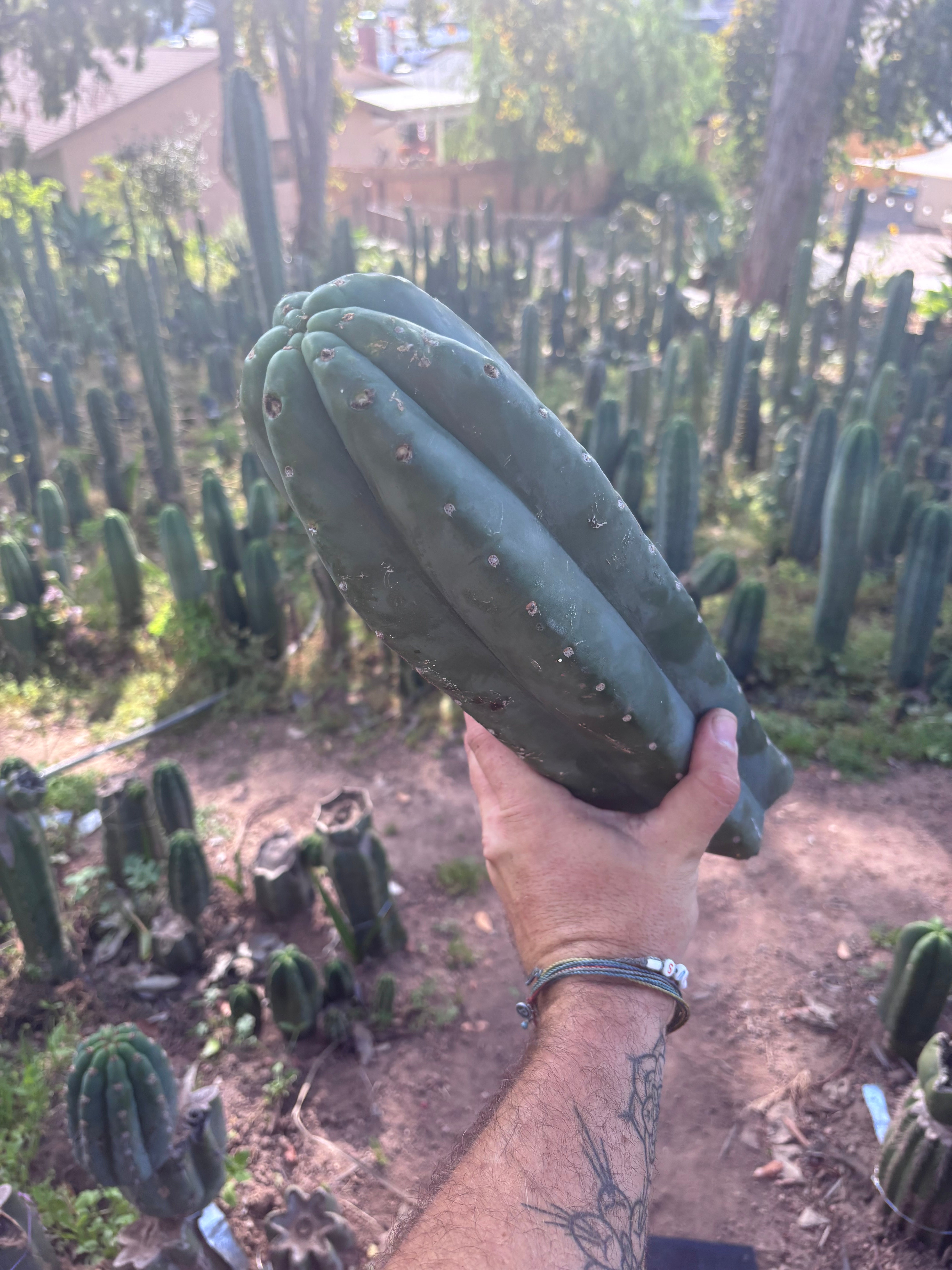 👑🌶️ Pierre — XL Magnum 14” Tip