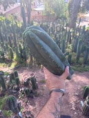 👑🌶️ Pierre — XL Magnum 14” Tip