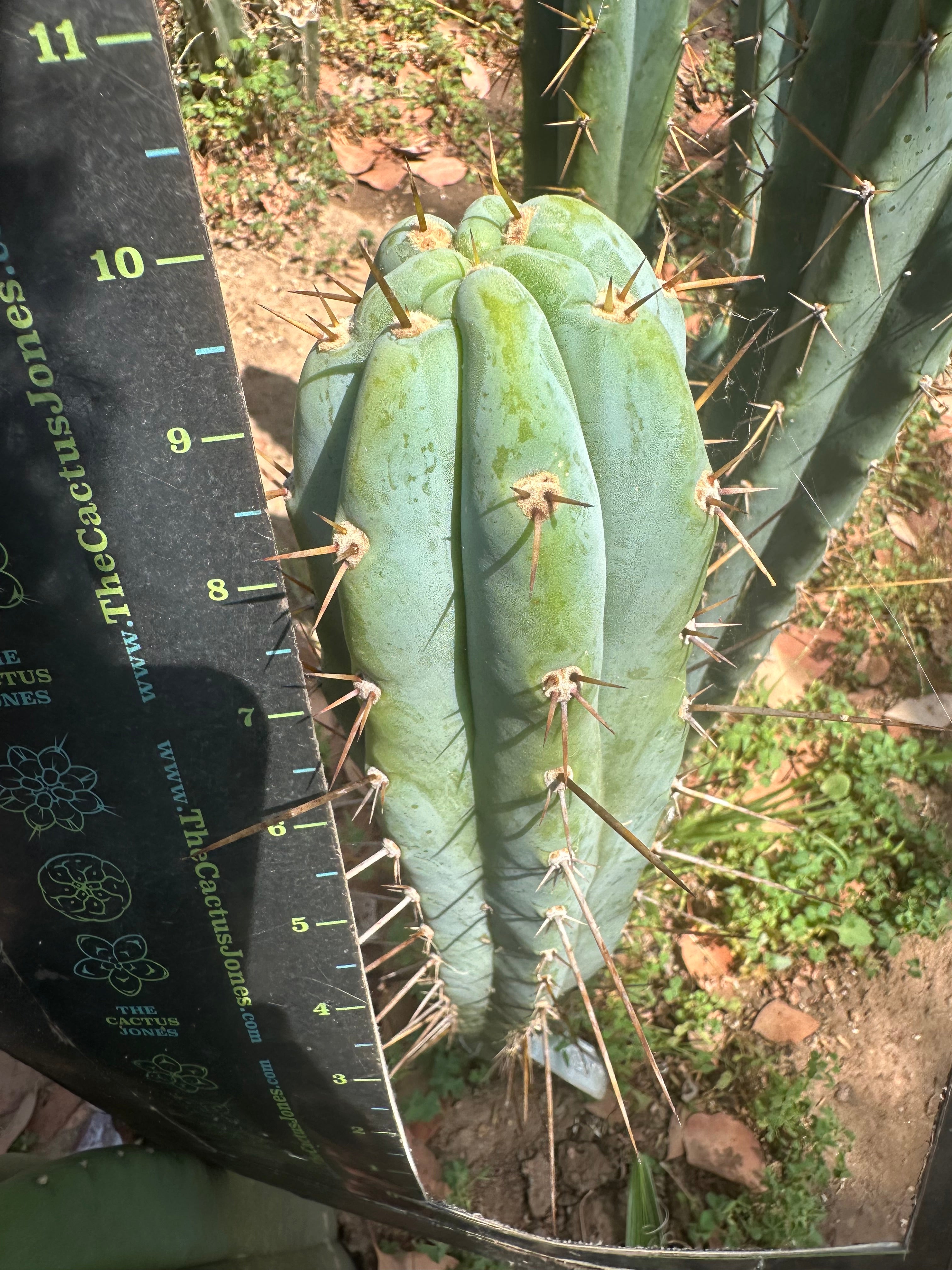 Bart x Sina  — 10” Tips (5)