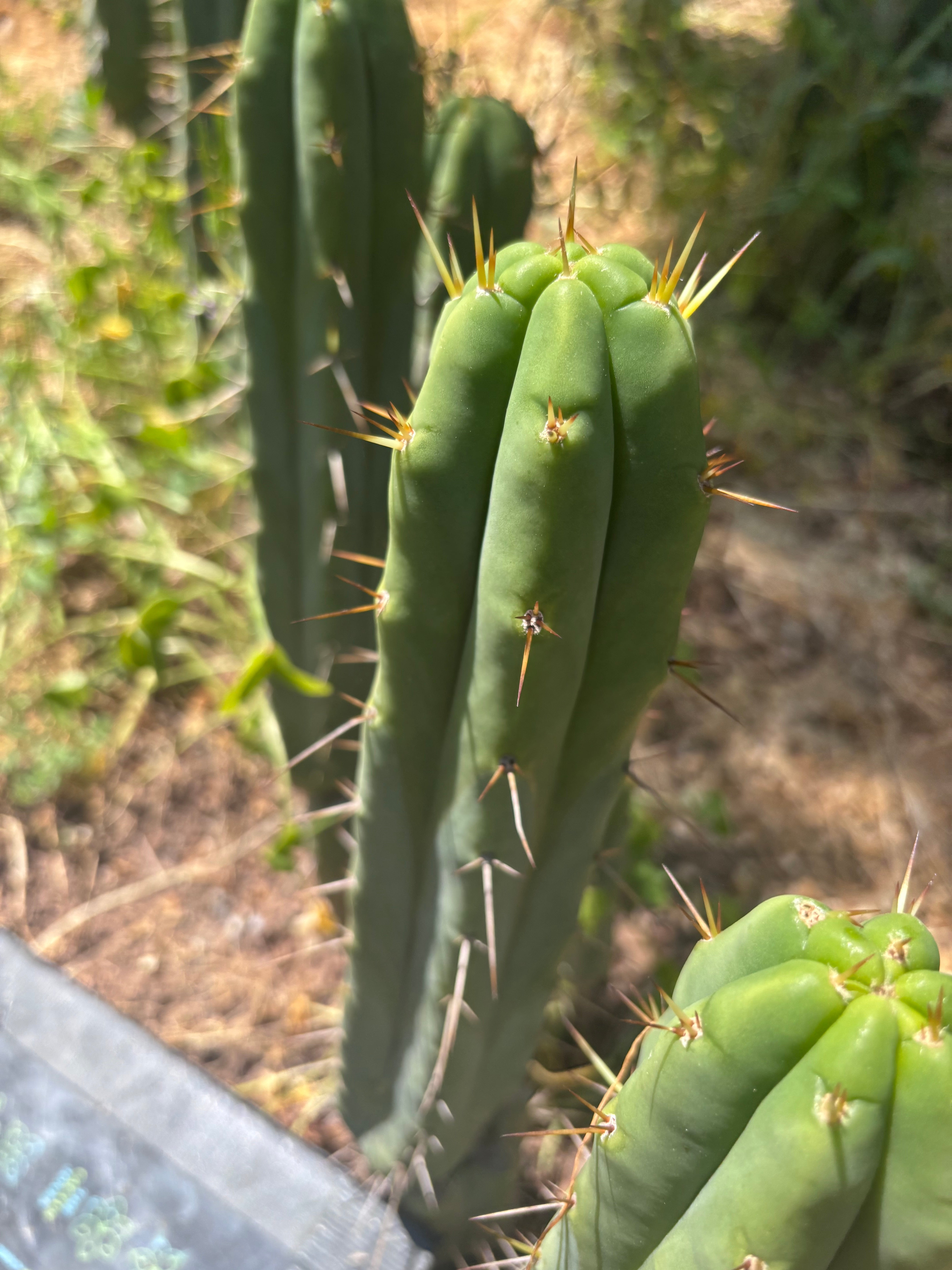 👑🌶️ Exotic Gardens — 10” Pups