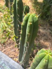 👑🌶️ Exotic Gardens — 10” Pups