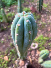 👑🌶️ Brian’s Blue Skies — 10” Tip
