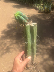👑🌶️🌶️ Eileen — XL Rooted 15” Mid with Pup