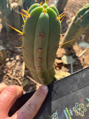 👑🌶️🌶️ Pala! — The Weekly Pup