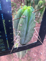 👑🌶️🌶️ Pala! — 7.5” Tip