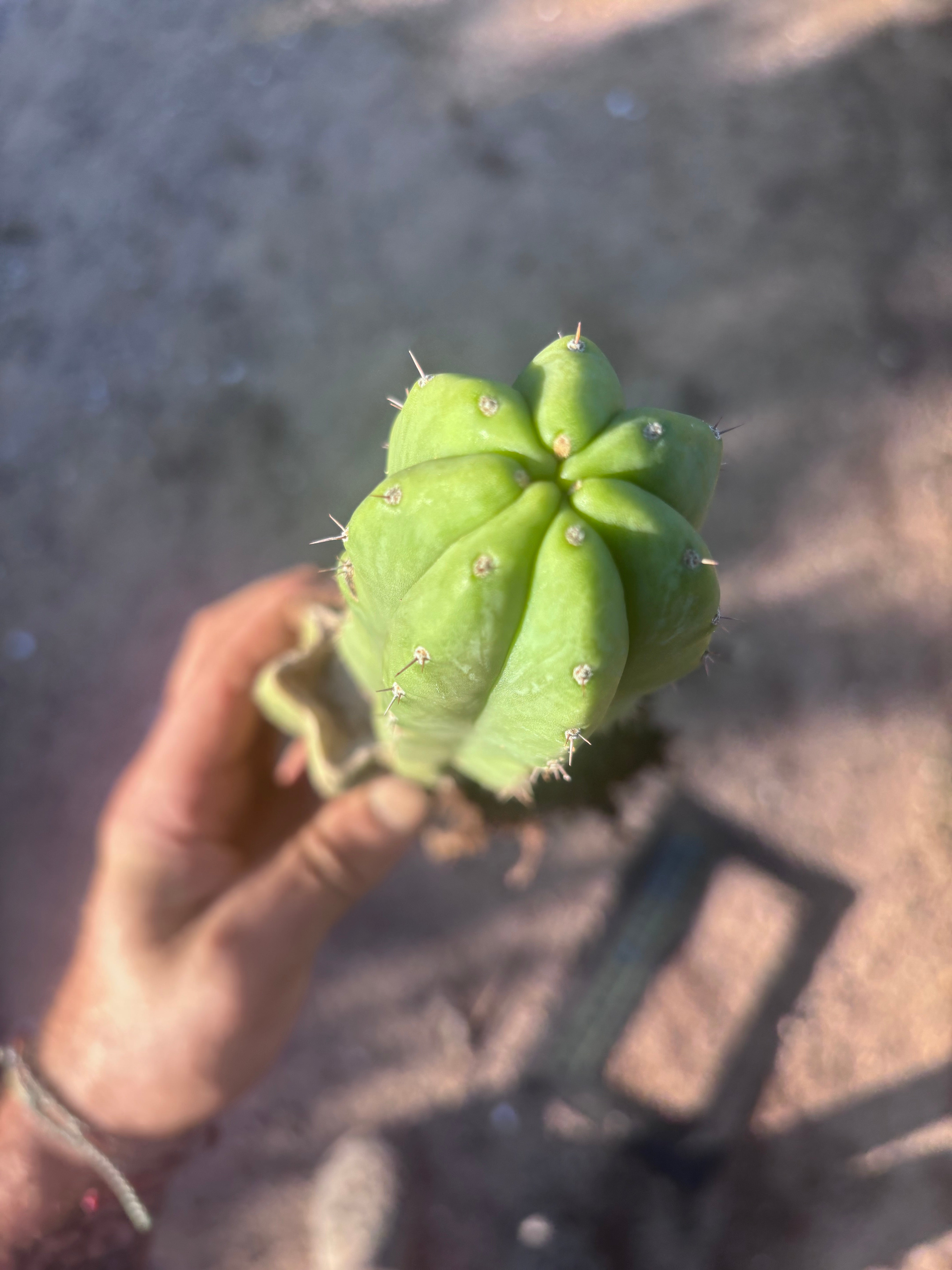 👑🌶️ Genesis — 12” Rooted