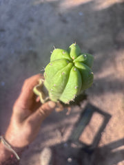 👑🌶️ Genesis — 12” Rooted