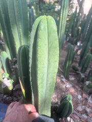 👑🌶️ Scop A — XL 14” Tip