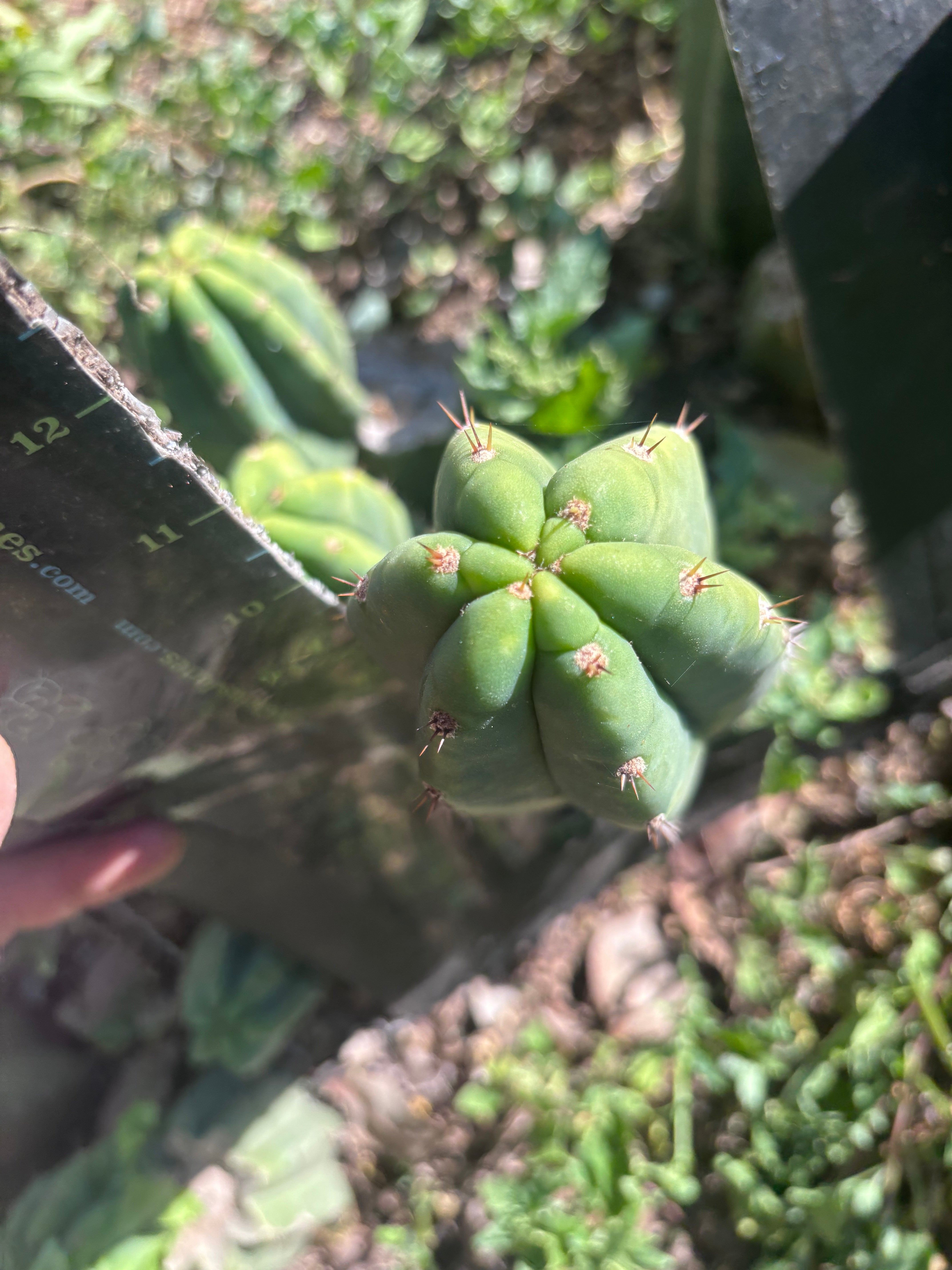 👑🌶️🌶️ Landfill — 11” Pup