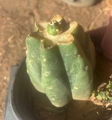 💎👑💎 SCB Again — Pup Graft on Rooted Pierre