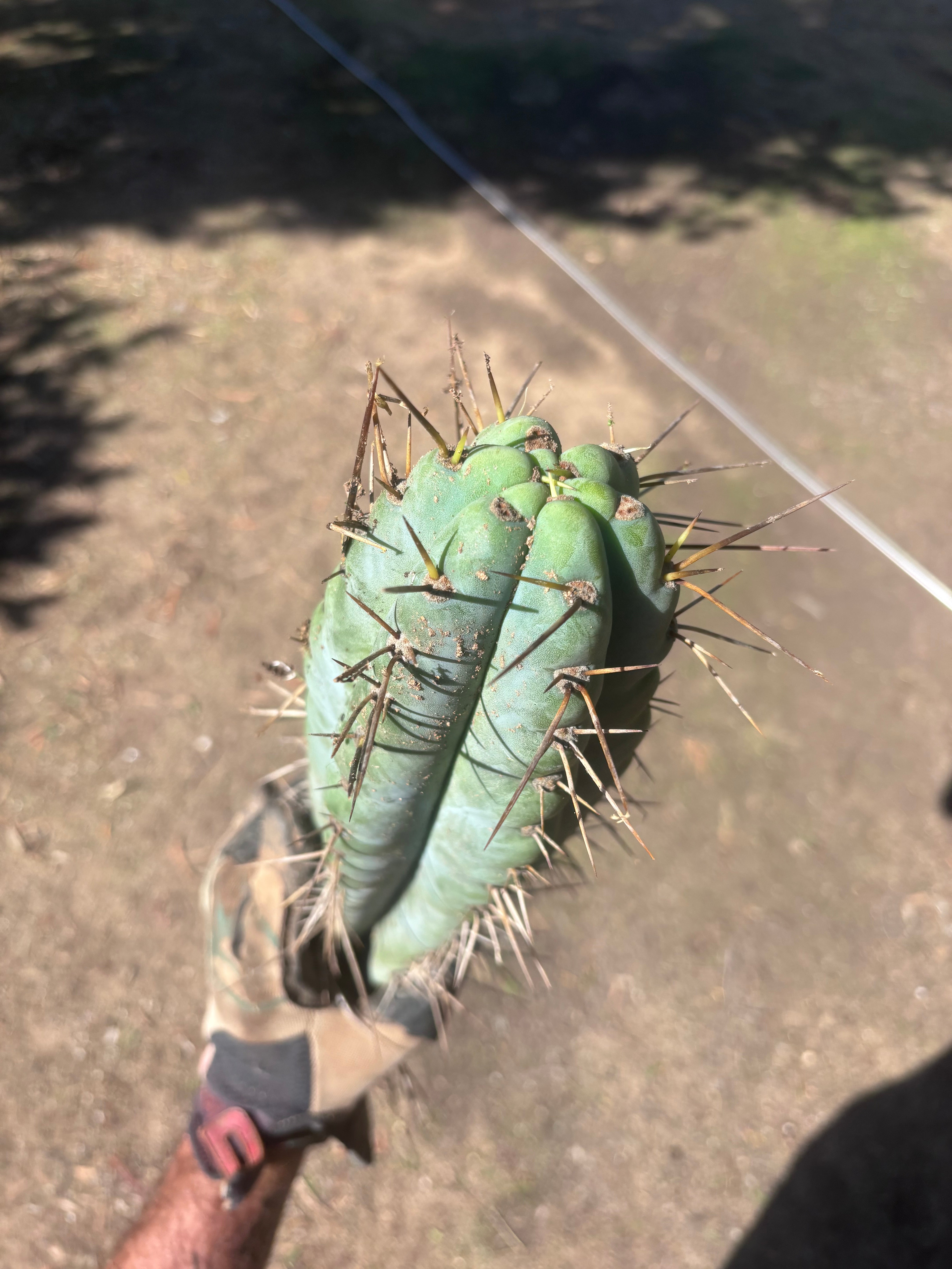 💎🌶️ Noid of the Moment — XXL 22” Tip