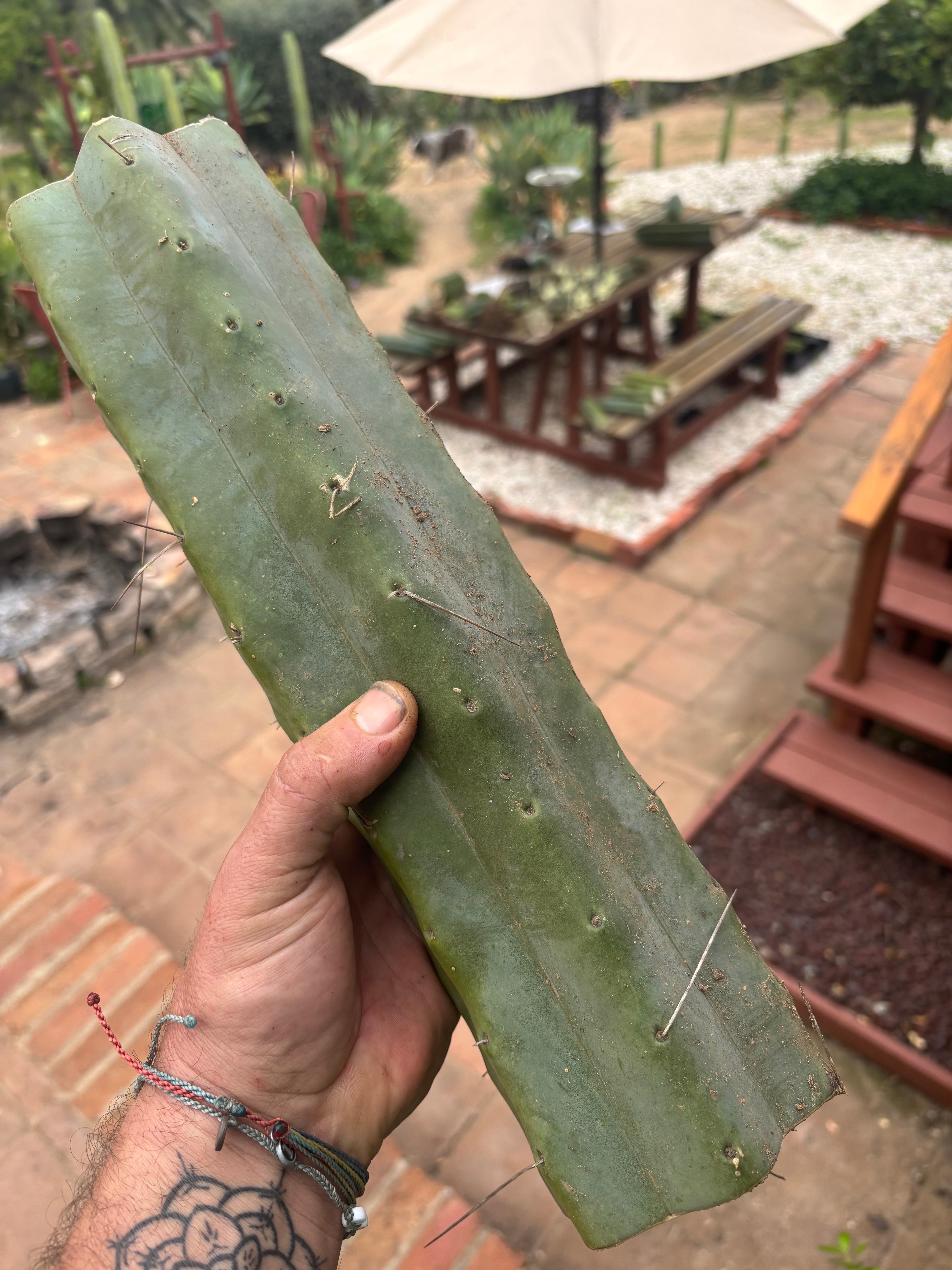 👑🌶️ Psycho0’  — XL 15” LOG