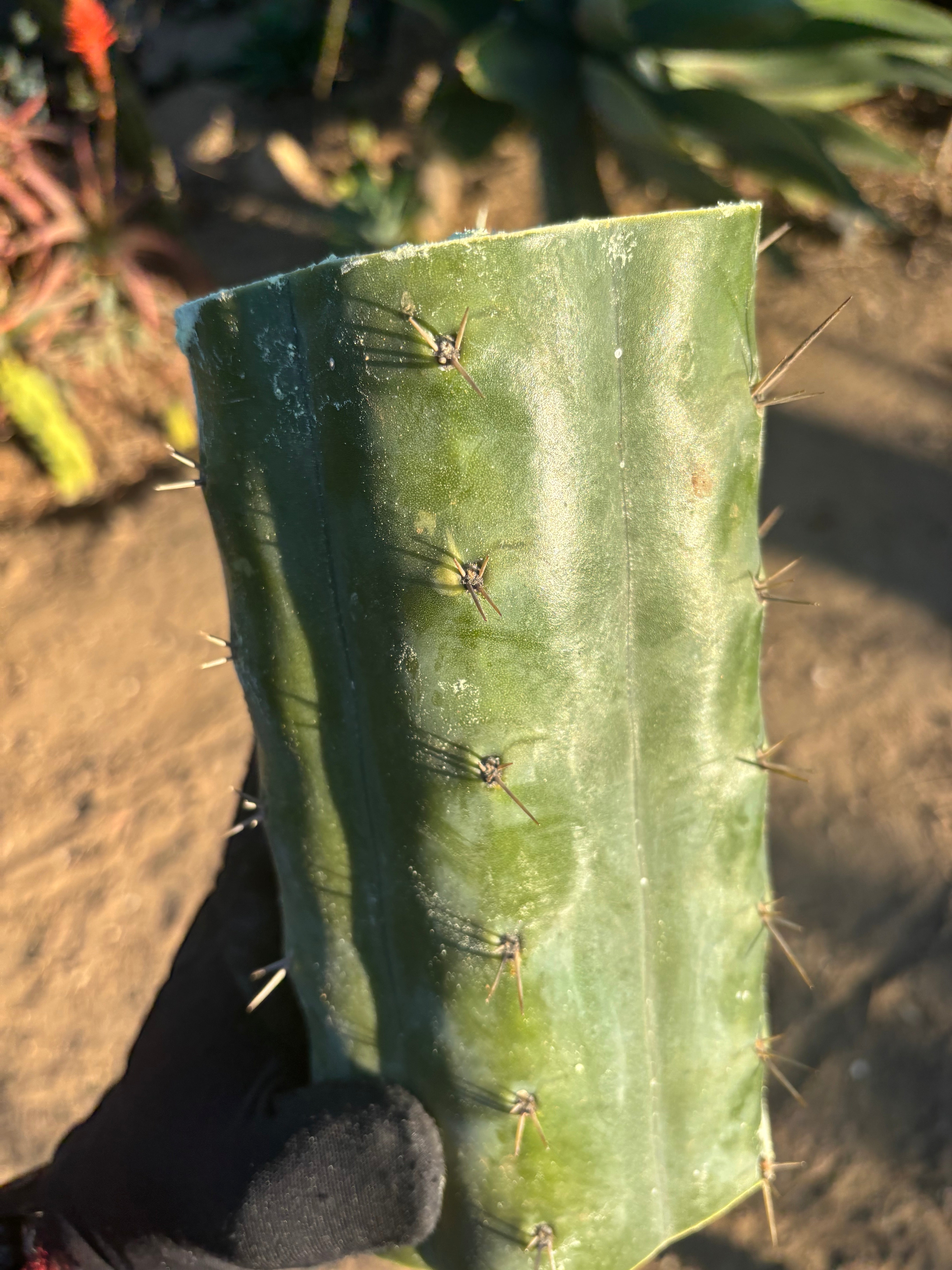 👑🌶️  Ashdod — 9” Mega Mid