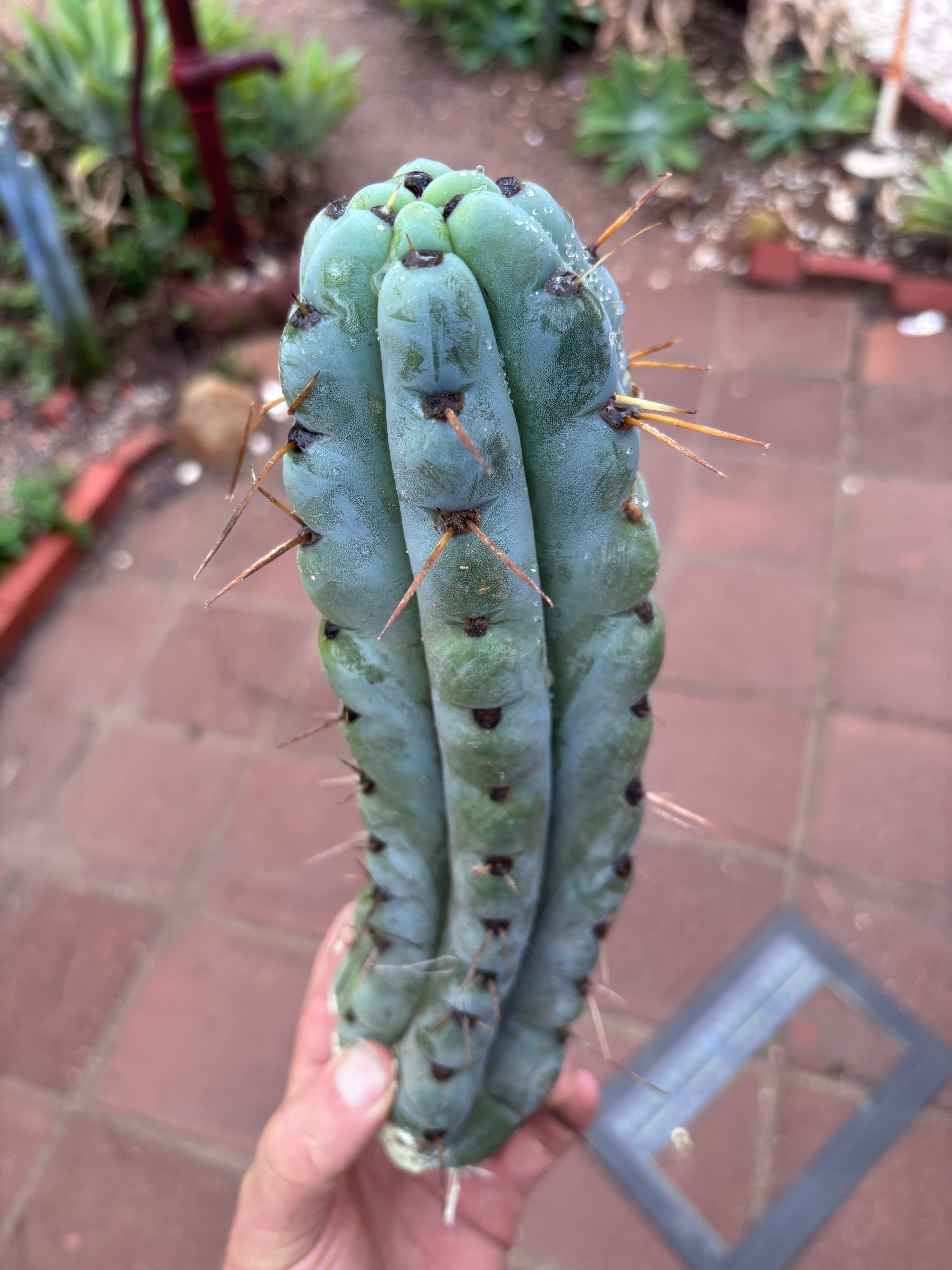 💎🌶️ Noid of the Moment — 12” Pup