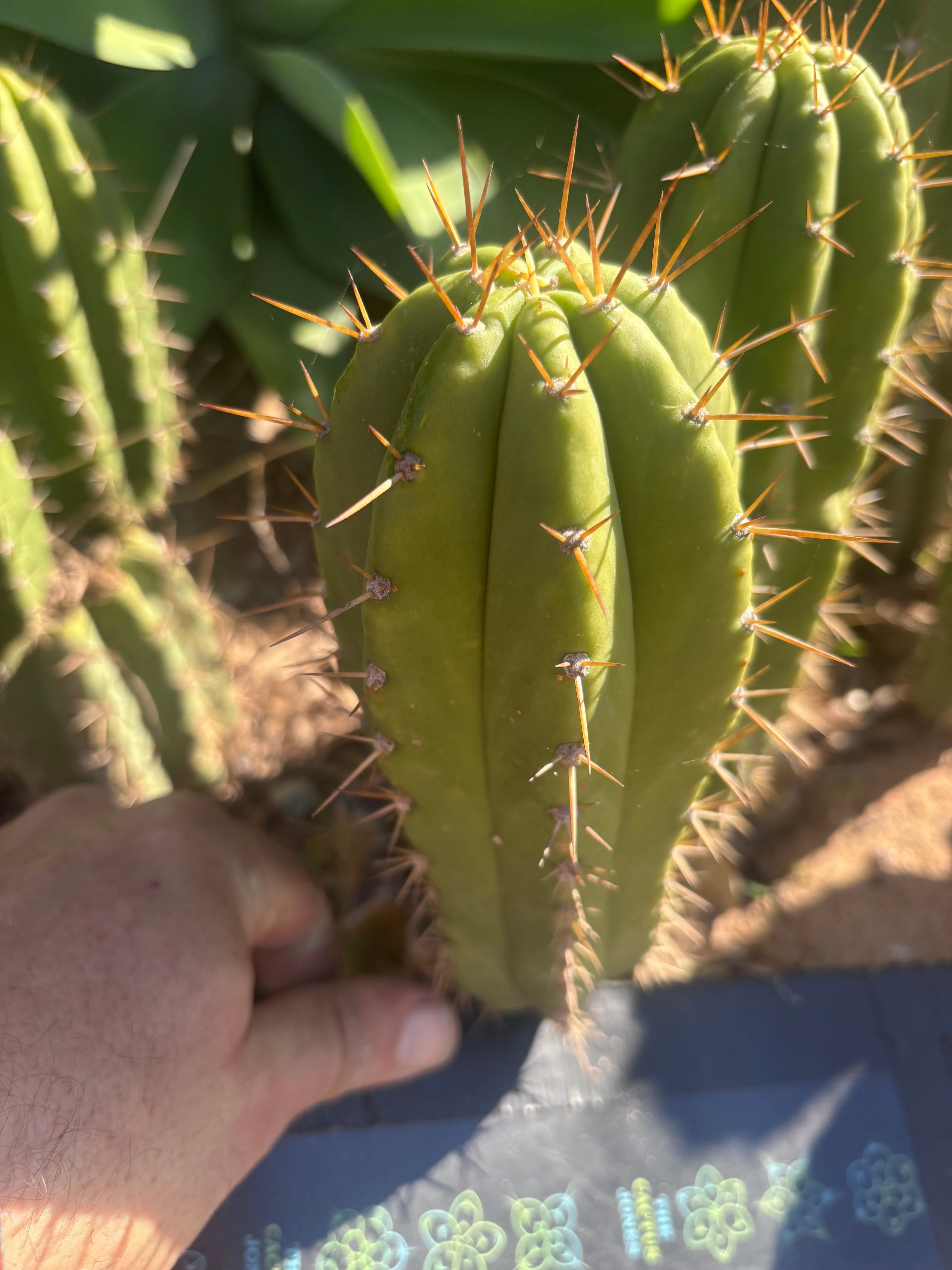 👑 The Jones Pink 🌸 — 7.5” Pup