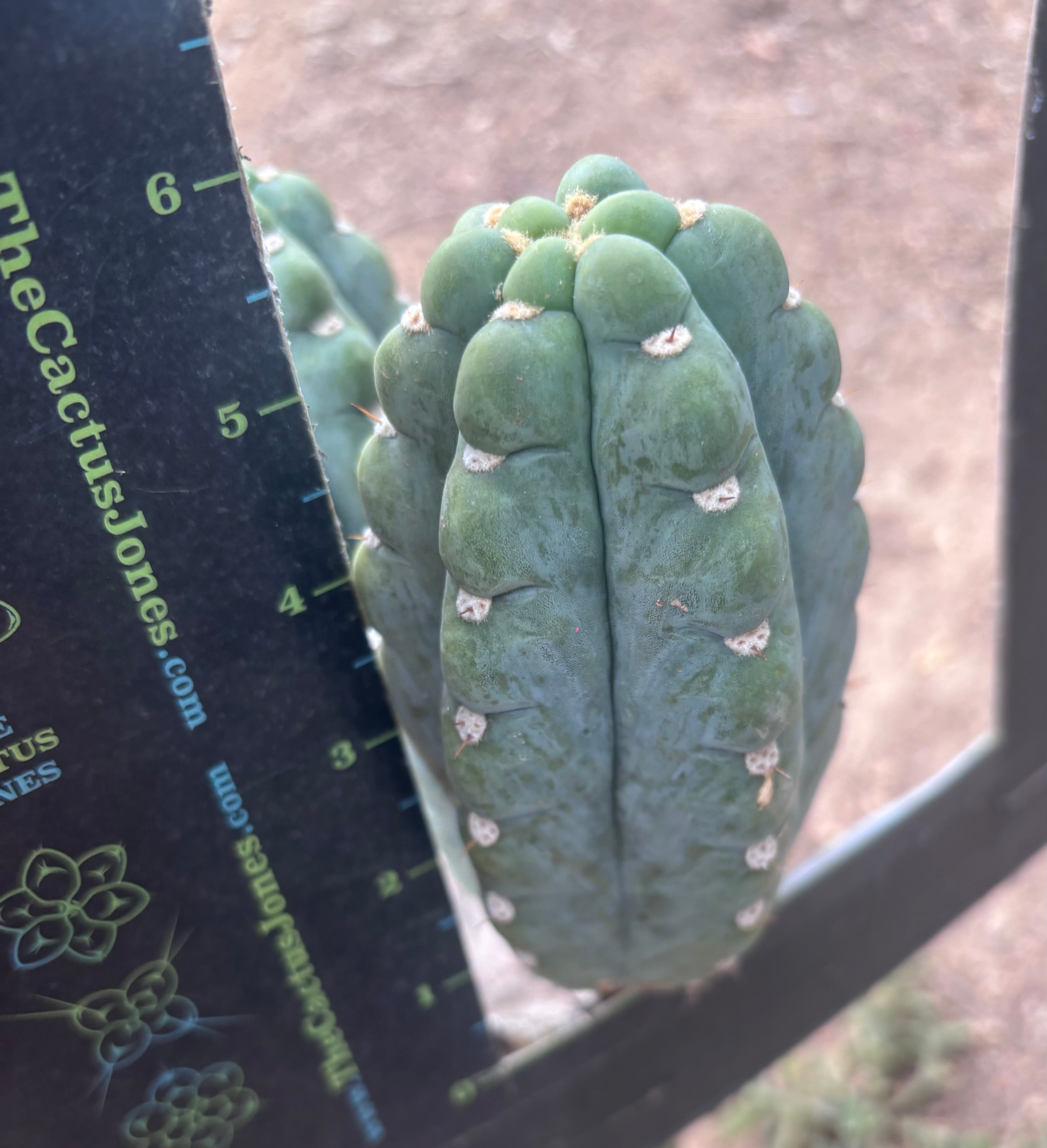 💎👑🌶️  Ichoca — 6” Grenade