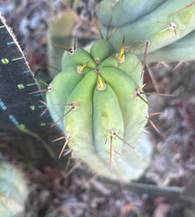 👑🌶️🌶️ Pala — 9” Pup