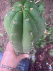 💎👑🌶️ Maranonensis — GIRTHY 10” Tip