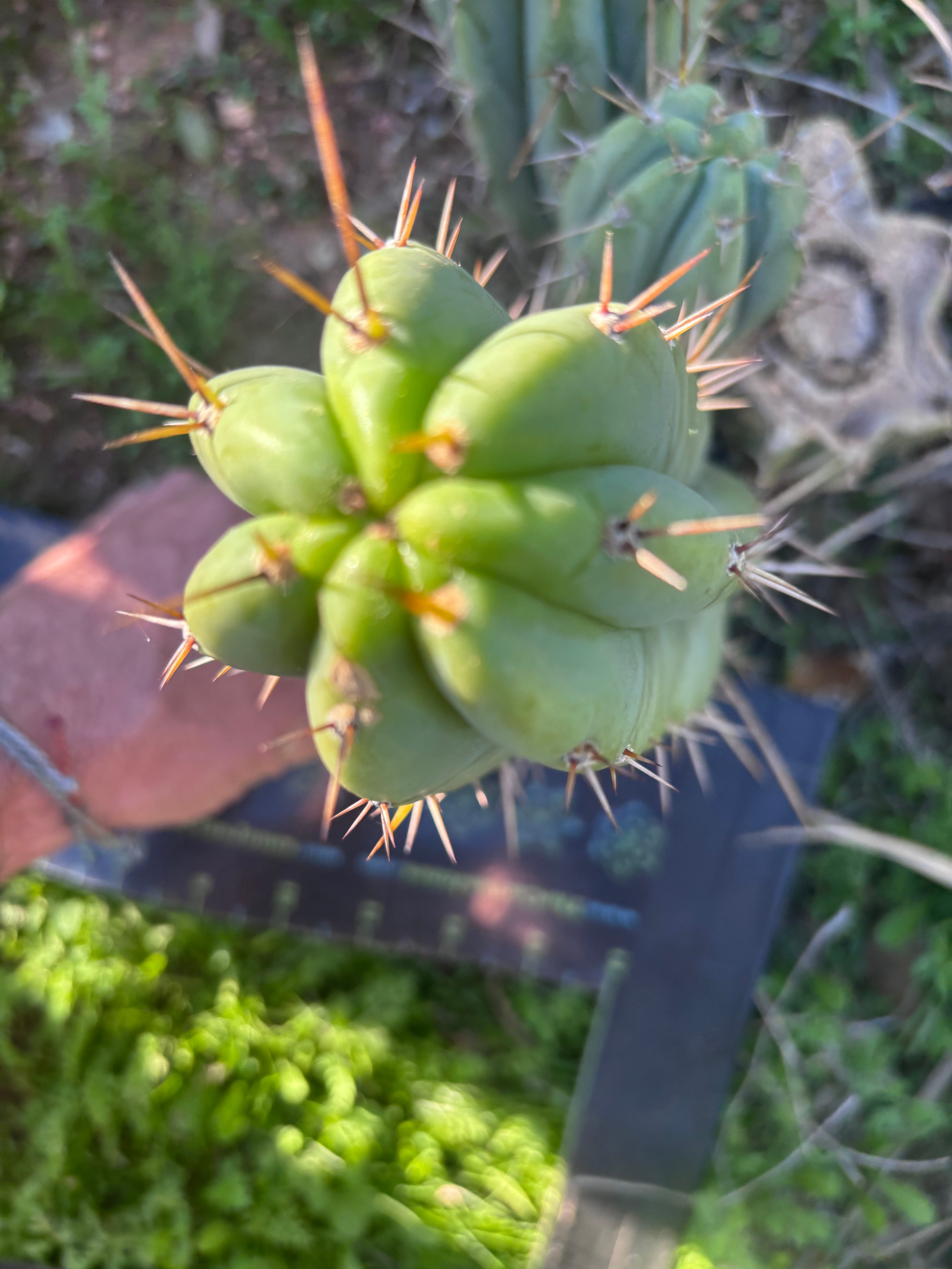 🌶️🌶️⚠️ E.R. — Chonky 9” Pup