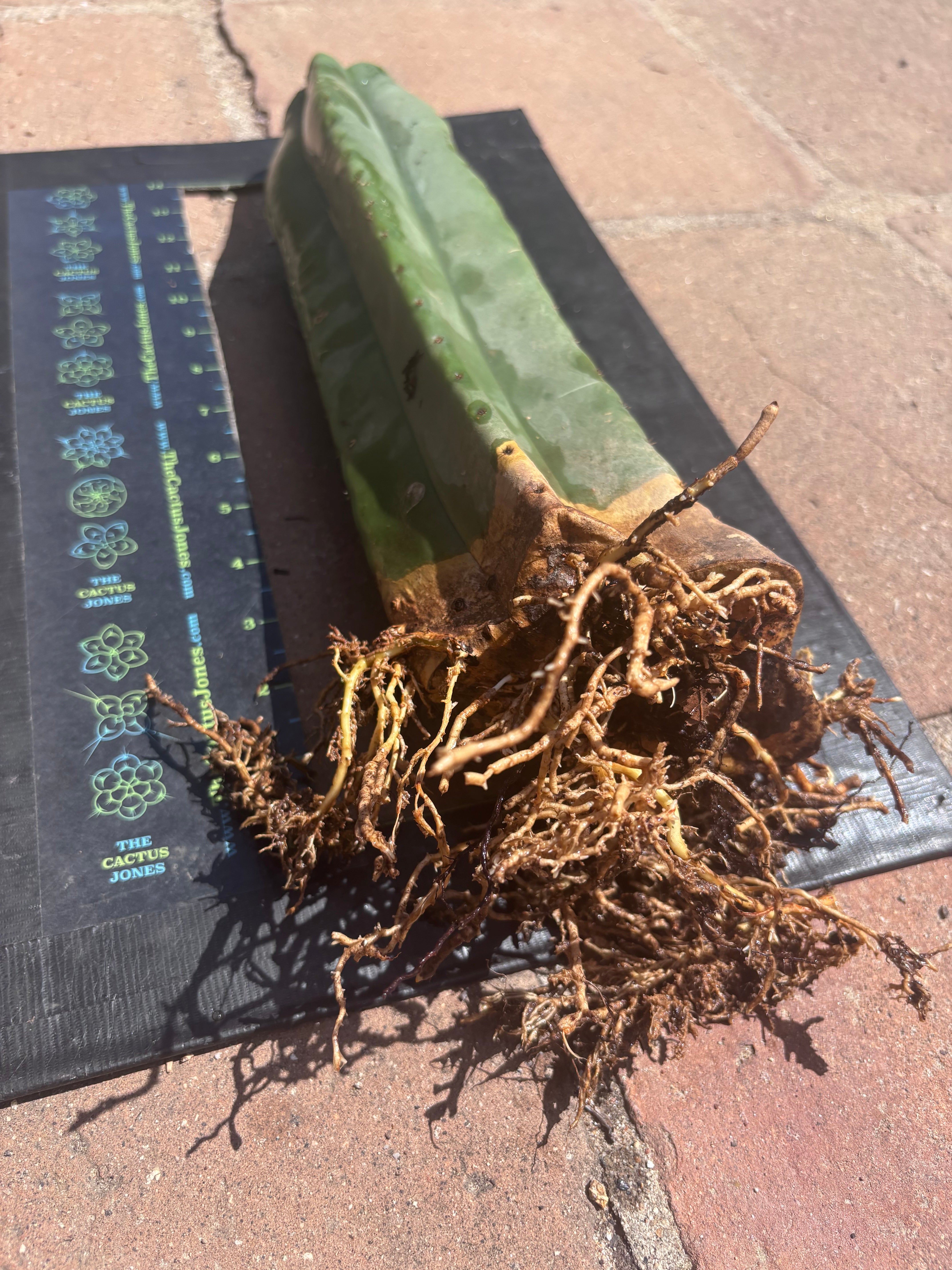 👑🌶️ Scop A — Fully Rooted 15” Tip