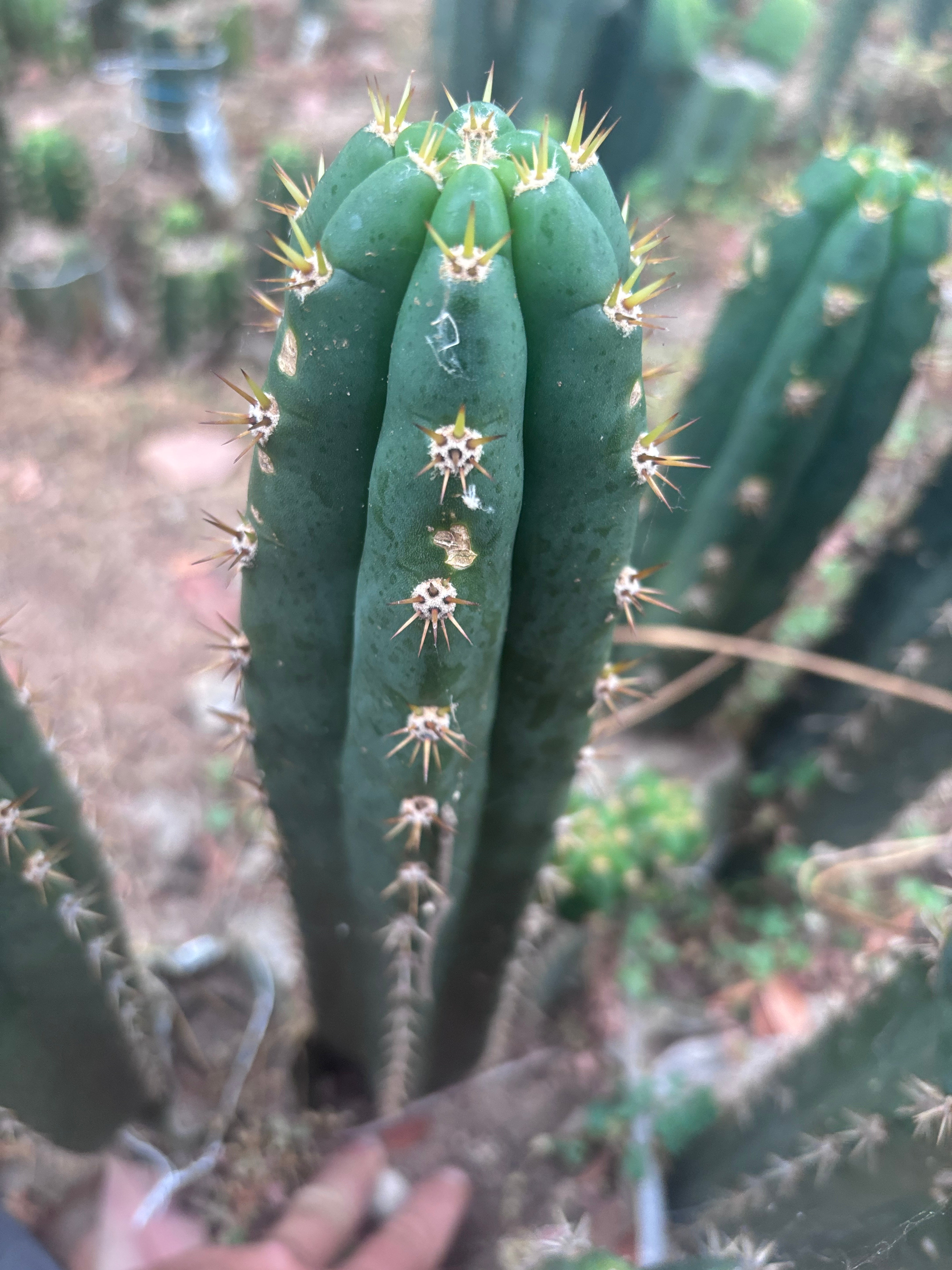 👑🌶️ Huancabamba— 13” Tip